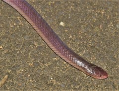 Atractaspis bibronii