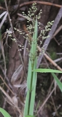 Isachne distichophylla
