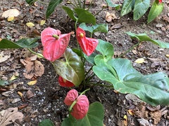 Anthurium