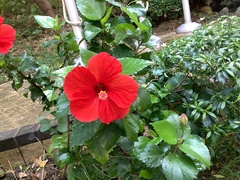 Hibiscus