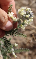 Sophora nuttalliana
