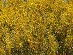 Orites acicularis
