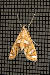 Margarosticha euprepialis