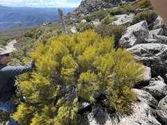 Orites acicularis