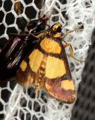 Deuterarcha xanthomela