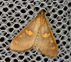 Rehimena surusalis