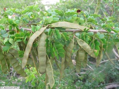 Mimosa waterlotii