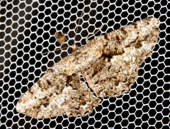 Hypomecis externaria