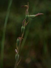 Calochilus robertsonii