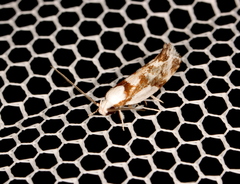 Lichenaula laniata