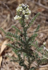 Sophora nuttalliana