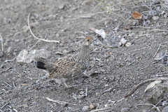 Dendragapus obscurus