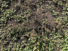 Centromadia parryi parryi