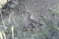 Dendragapus obscurus