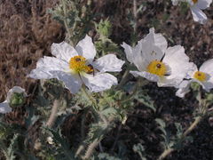 Argemone munita rotundata