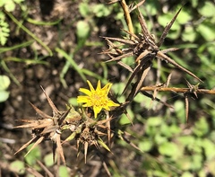 Centromadia parryi parryi