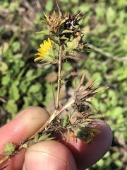 Centromadia parryi parryi