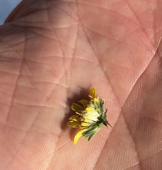 Centromadia parryi parryi