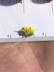 Centromadia parryi parryi