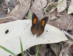 Paralucia pyrodiscus