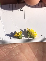 Centromadia parryi parryi