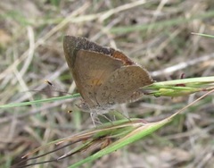 Paralucia pyrodiscus