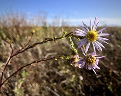 Symphyotrichum lentum