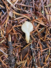 Guepinia helvelloides