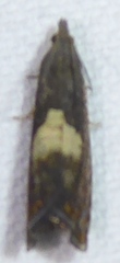 Dichrorampha simulana