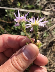 Symphyotrichum lentum