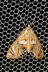 Margarosticha euprepialis