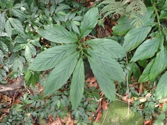 Zingiber oligophyllum