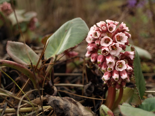 Bergenia stracheyi (Bergenia stracheyi)