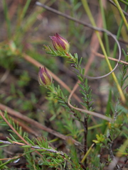 Hibbertia puberula