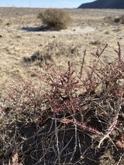 Reaumuria songarica