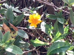 Sphagneticola trilobata