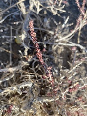 Reaumuria songarica