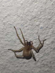 Cheiracanthiidae