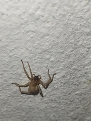 Cheiracanthiidae