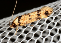 Sphyrelata nefanda