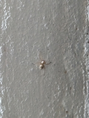 Cheiracanthiidae