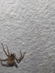Cheiracanthiidae