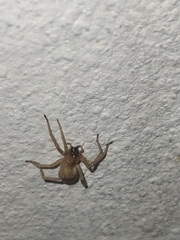 Cheiracanthiidae