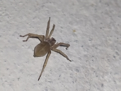 Cheiracanthiidae