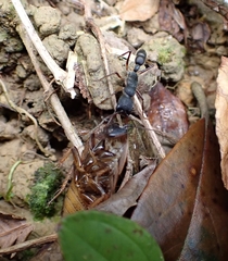 Harpegnathos venator