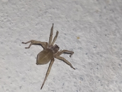 Cheiracanthiidae