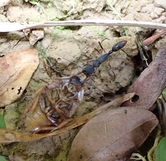 Harpegnathos venator