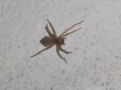 Cheiracanthiidae