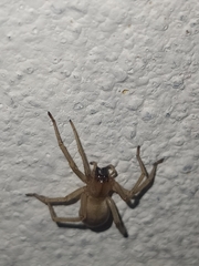 Cheiracanthiidae