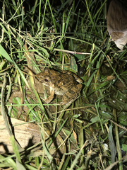 Fejervarya cancrivora